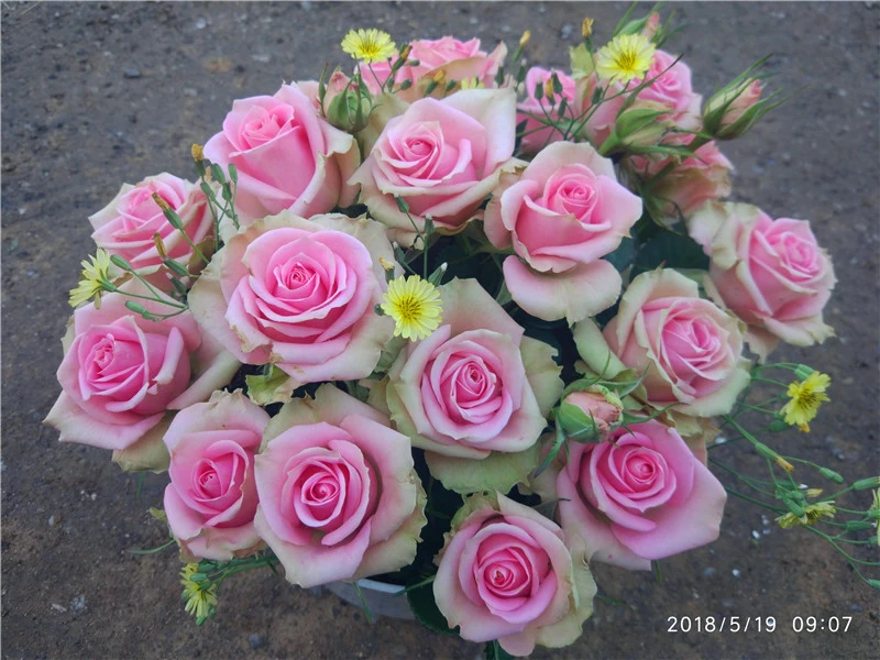 新星中苗月季 四季灌木月季