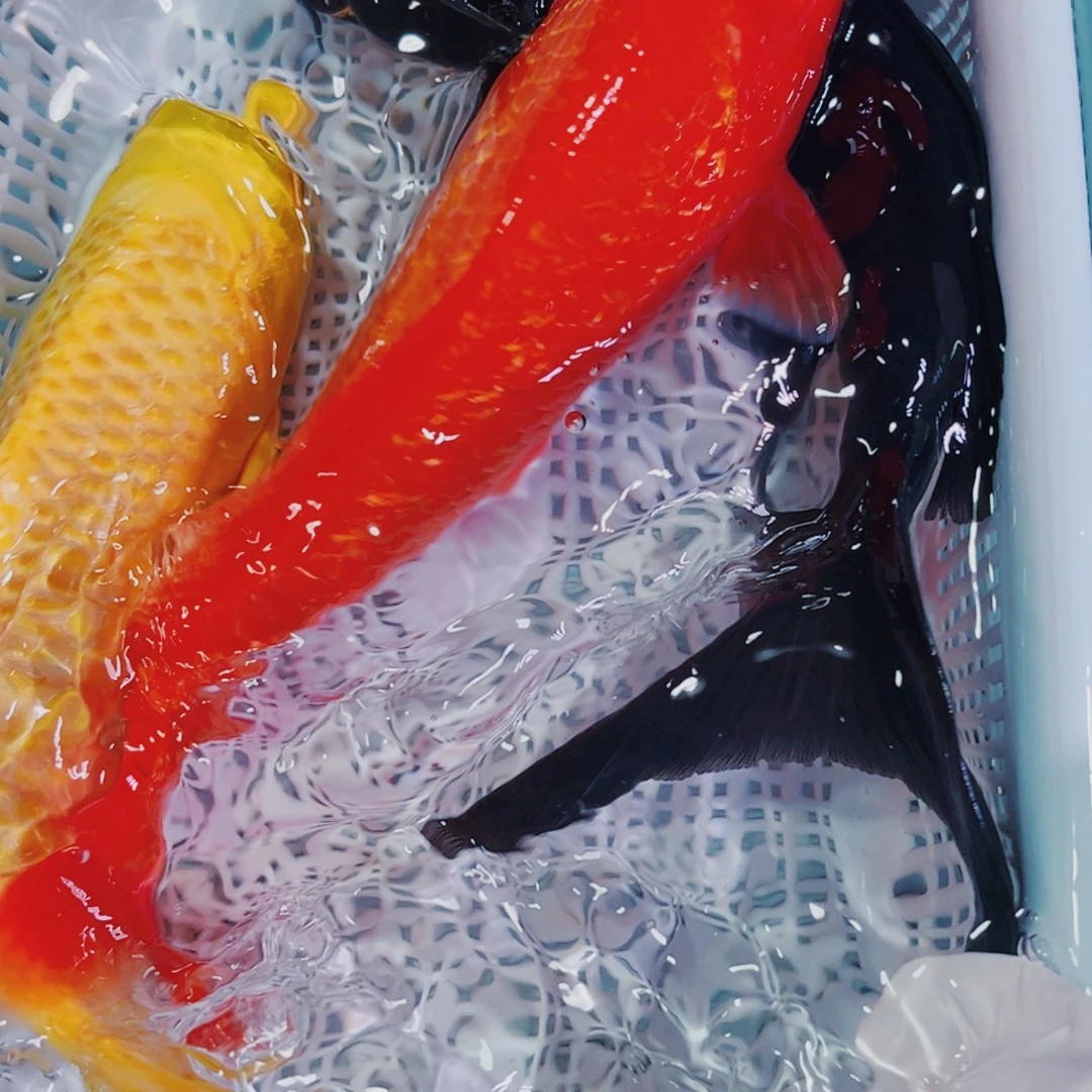 锦鲤锦鲤观赏鱼冷水