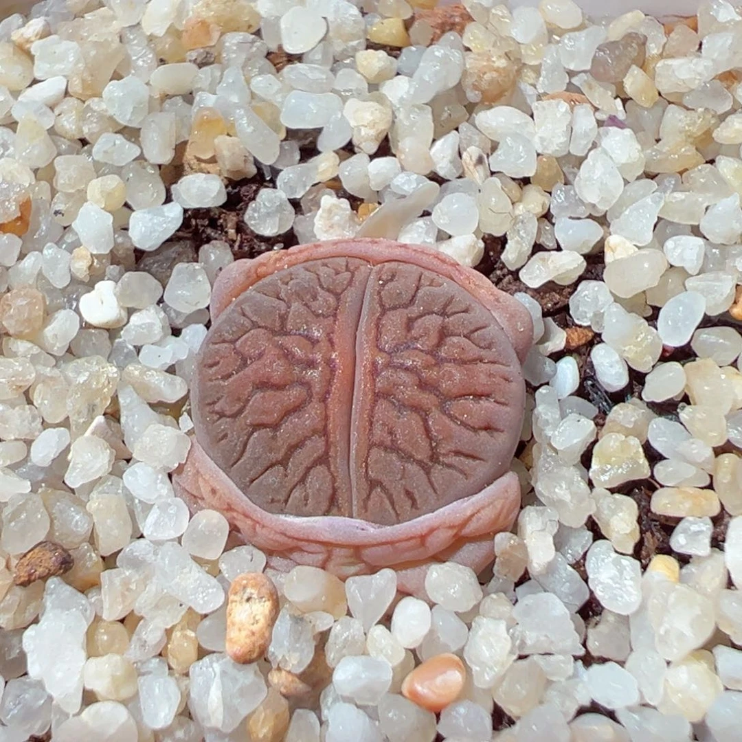 206-378.我是真的很