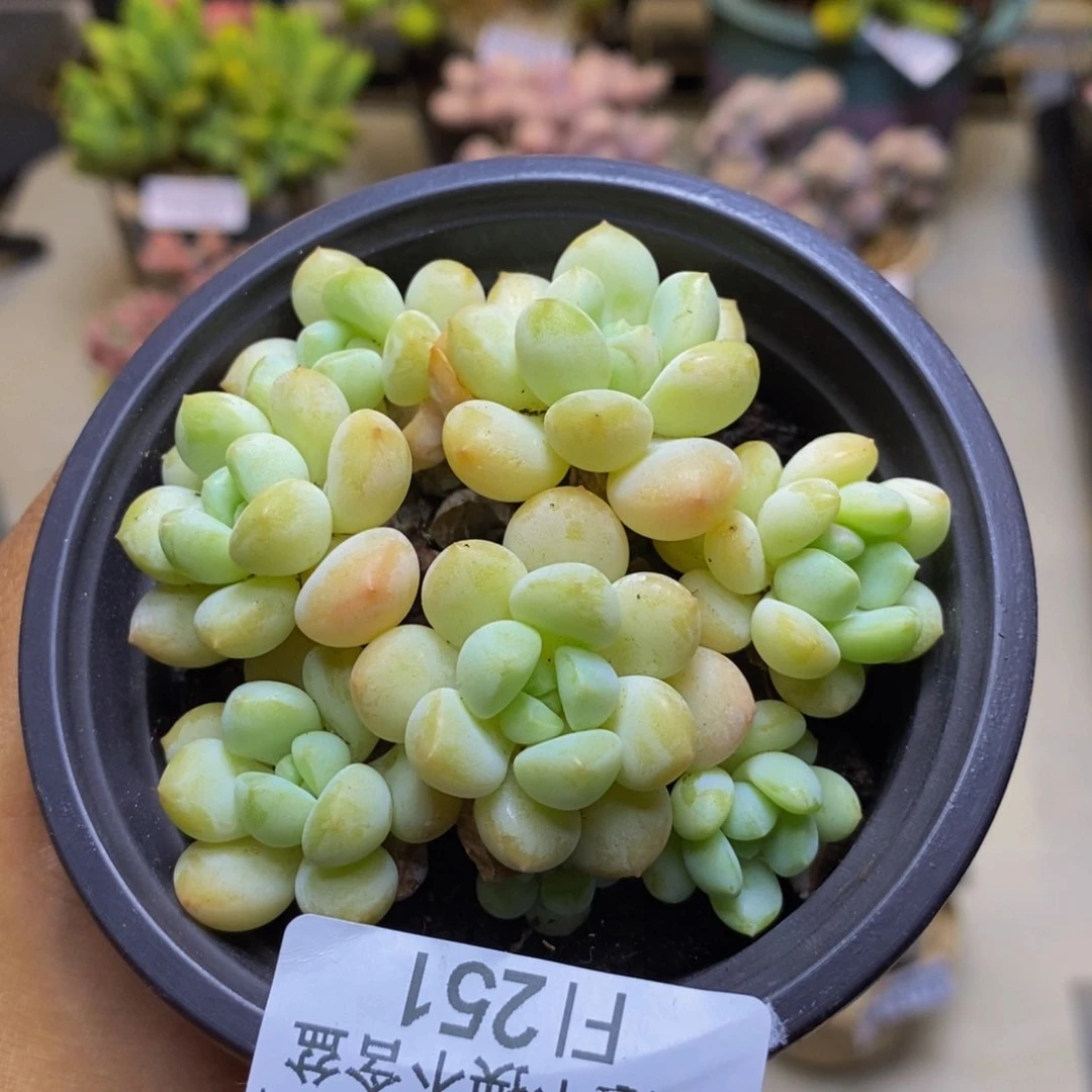 251玉如意多肉7cm