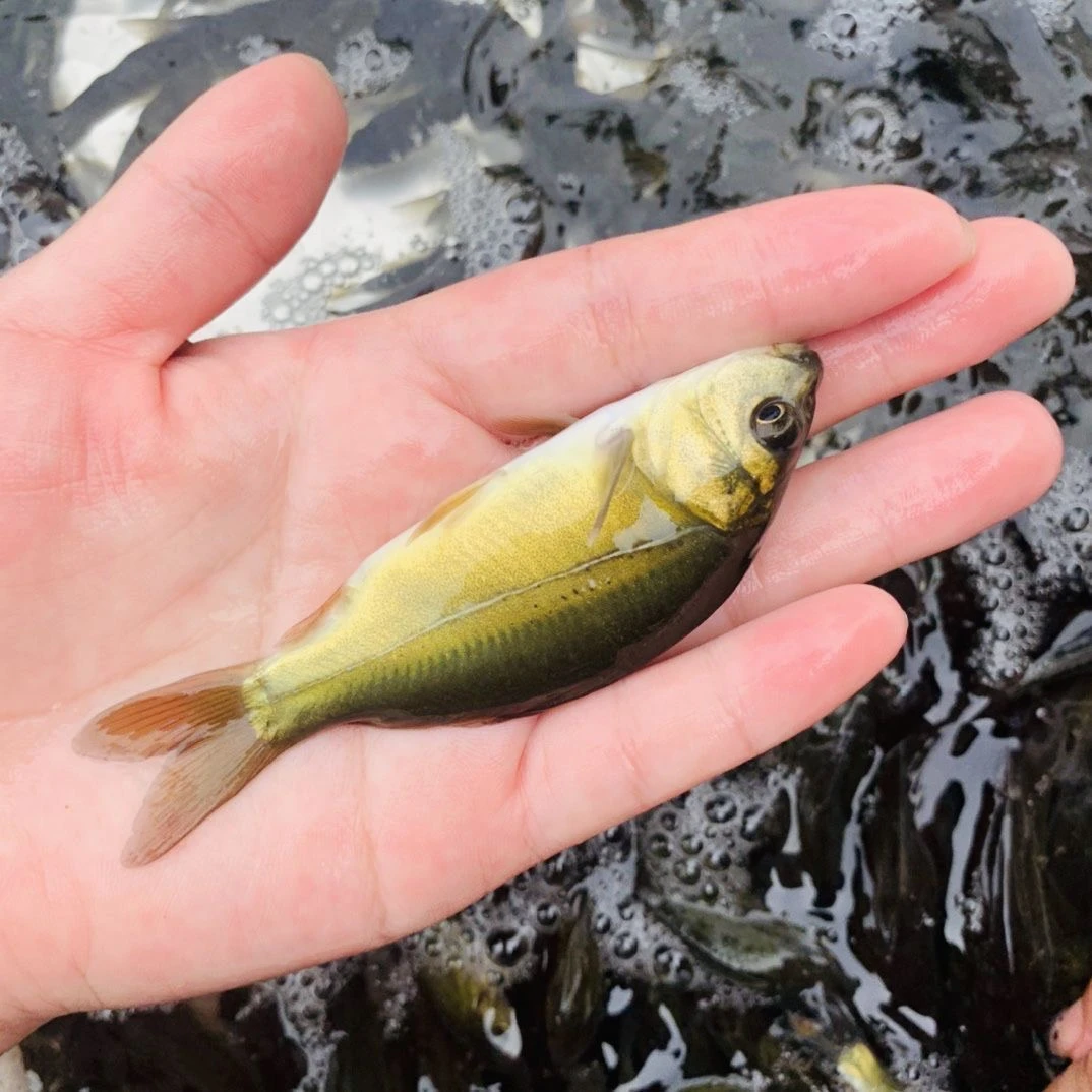 【鲤鱼按斤称】鲤鱼鱼苗淡水养殖食用大型鱼鲤鱼鱼苗包邮包活