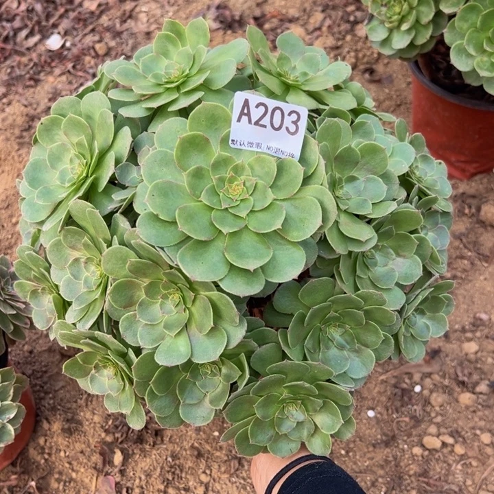 万圣节多肉植物203.