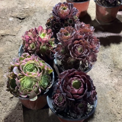 658多肉植物组合