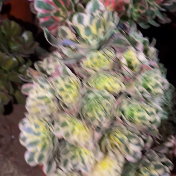 848迈巴赫多肉植物不售后