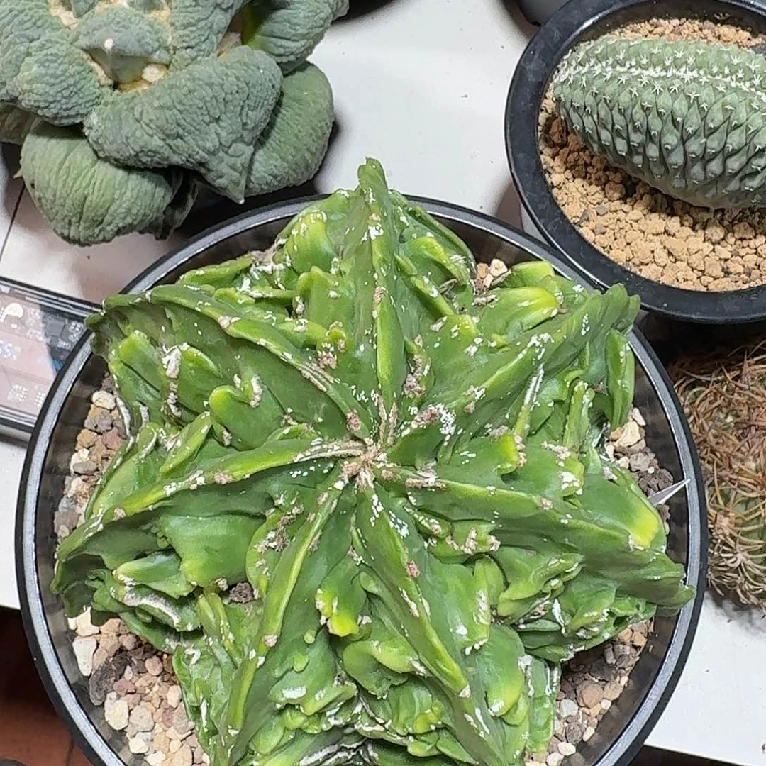 核桃鸾凤玉仙人球