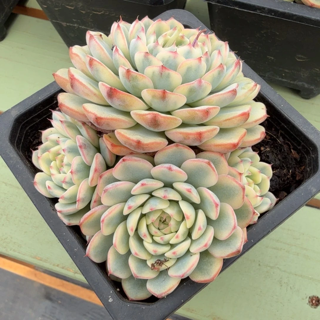 姬莲锦锦上园艺一物一拍