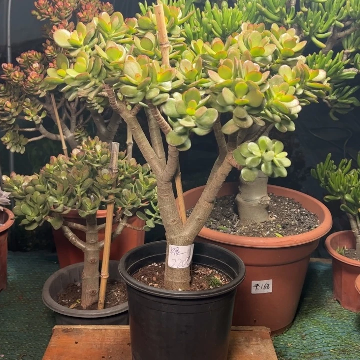 唯*中等姬红花月带小土球发货