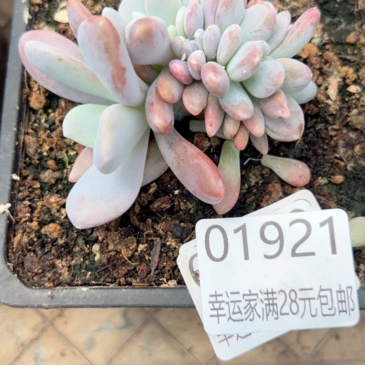 ༂****༃幸运颜色白色的颜色