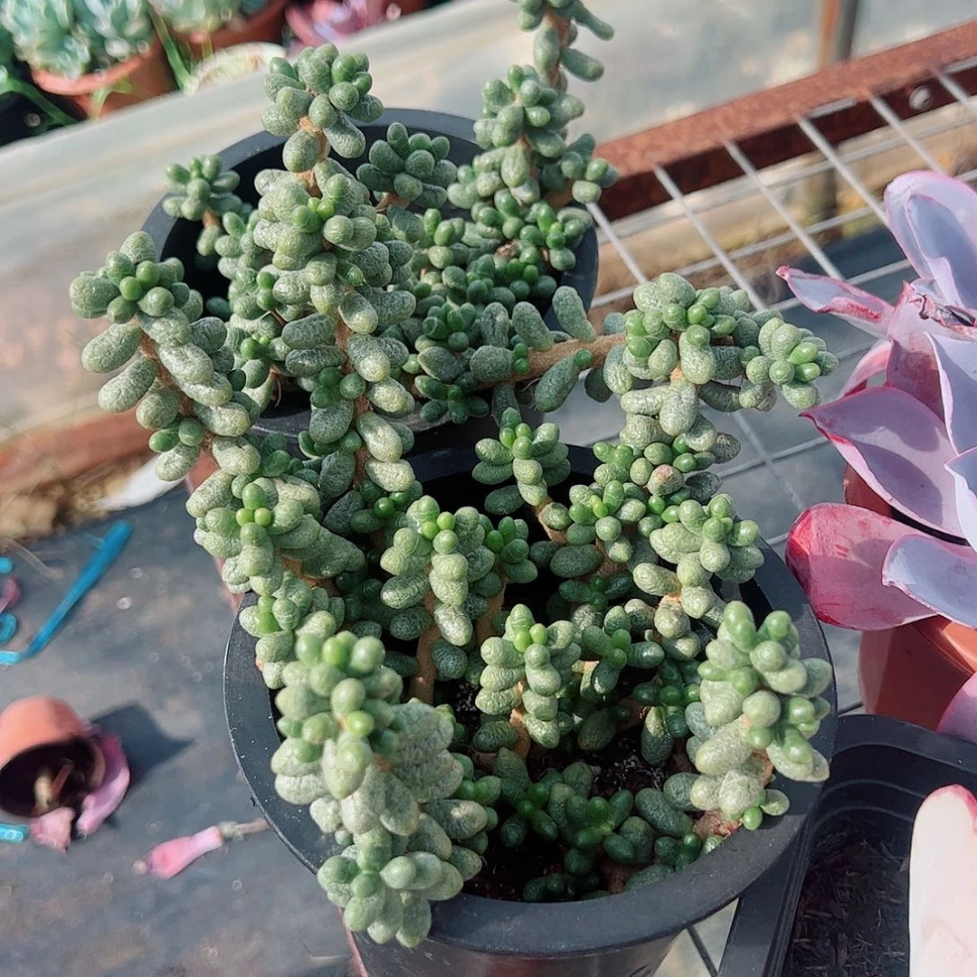 绿水鬼多头群生老桩