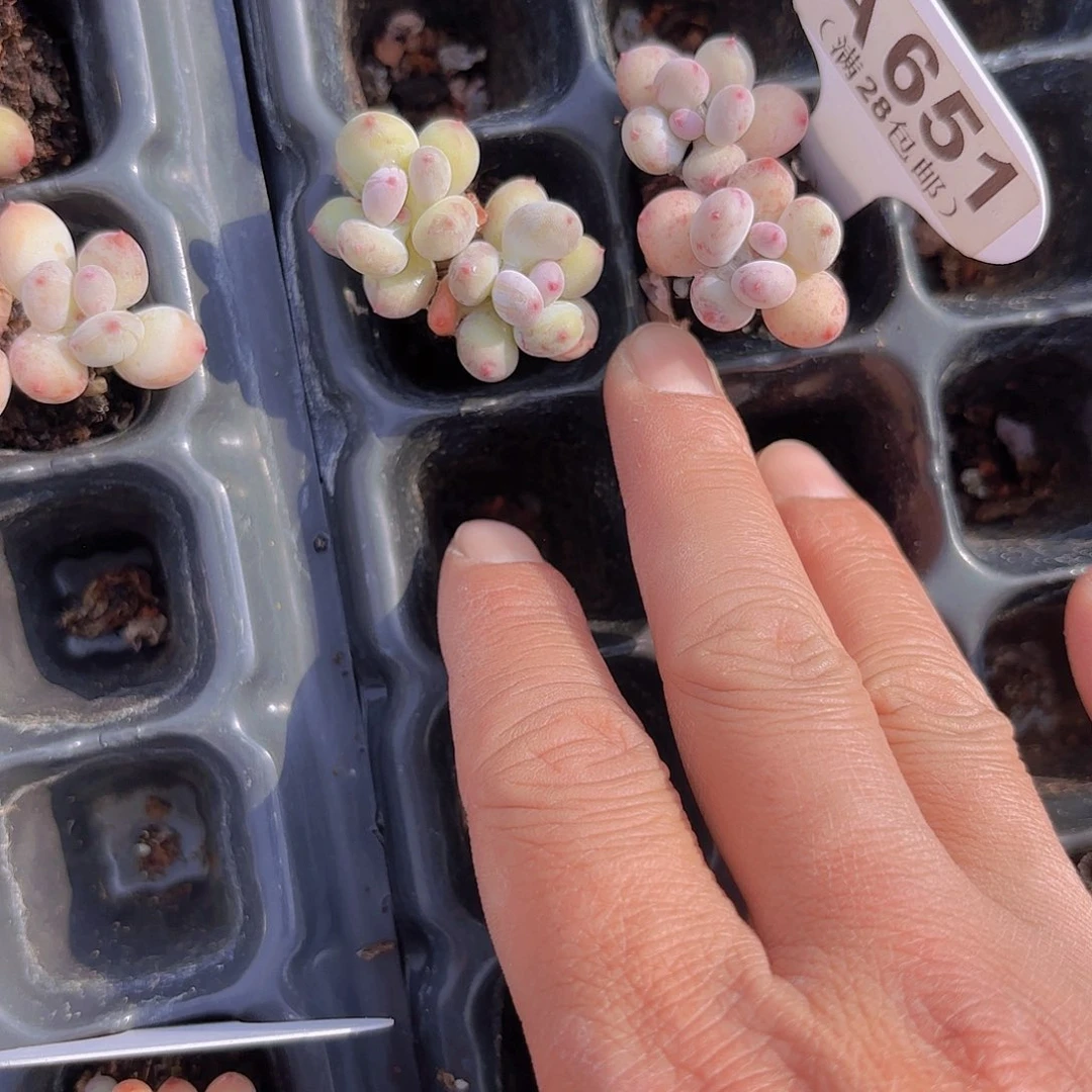 正***拿A651萤火虫一物一拍