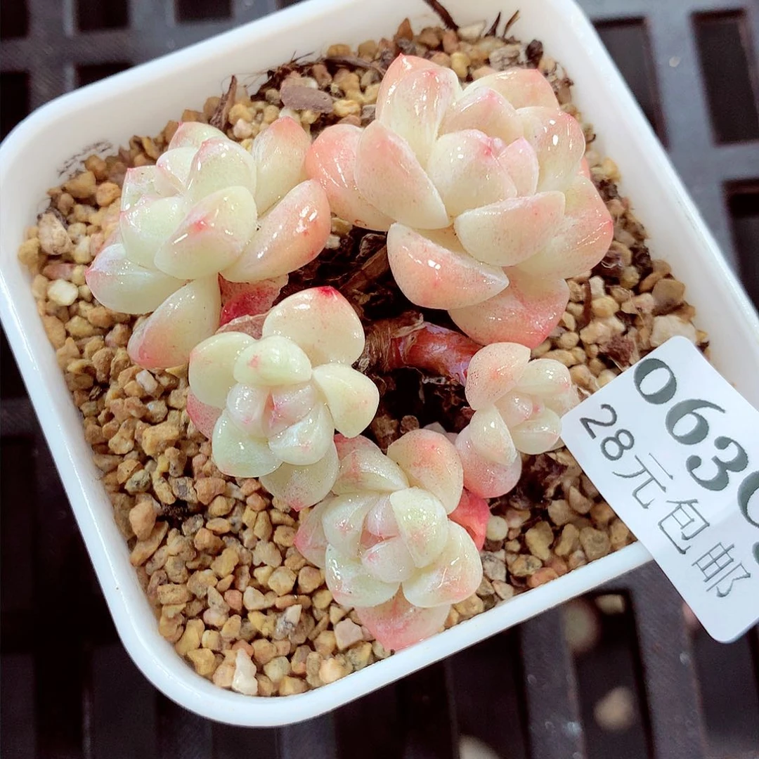 5厘米盆精控多肉063