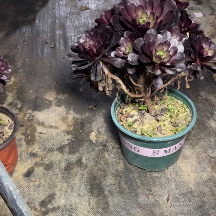 47忆江南多肉植物多肉