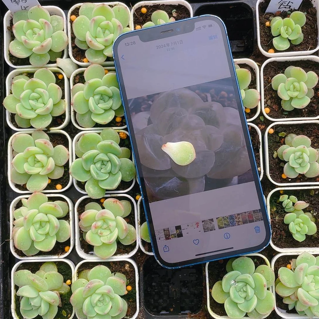 钻石珍妮4只叶子一片一个满25包