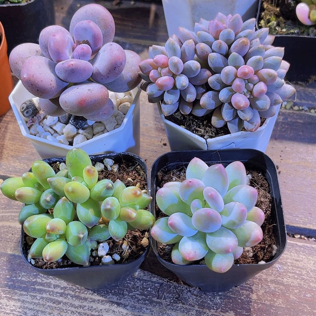 桃美人。蓝舍。千代田。苹果奶带盆发