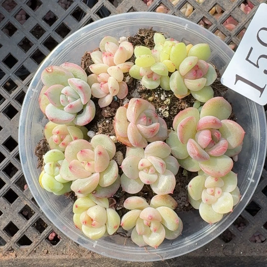 多肉植物多肉植物159