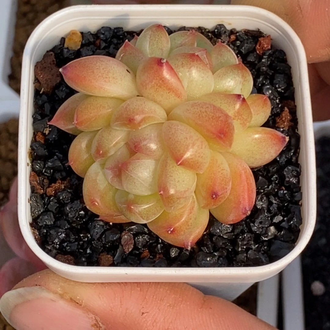 天官赐福百无禁忌