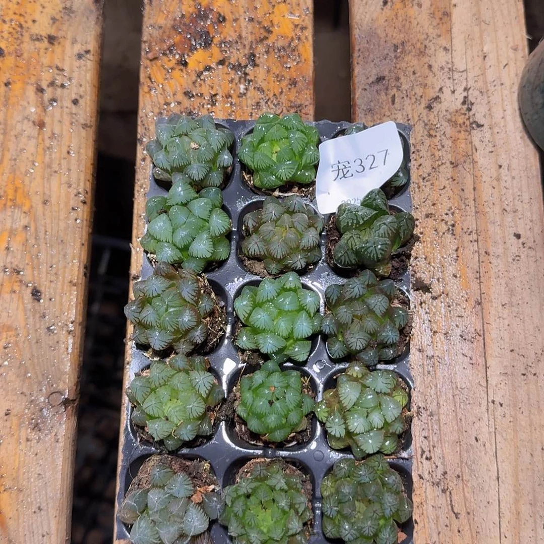 直播福利一物一拍327