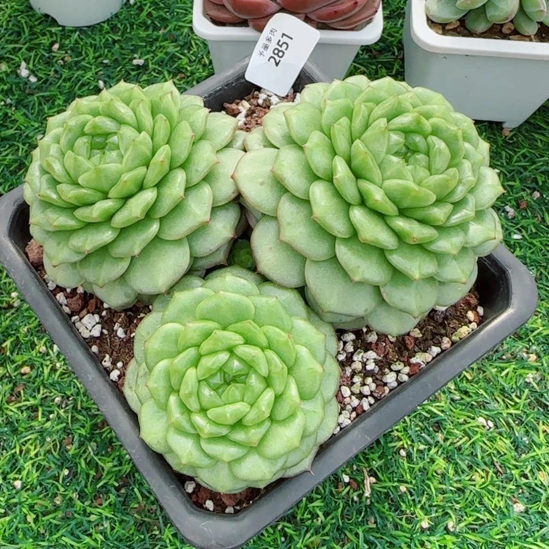 灯泡珍妮，2851多肉植物