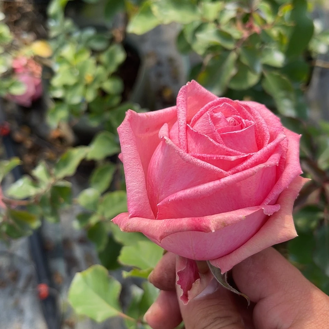 无花朵——测试51 福利款