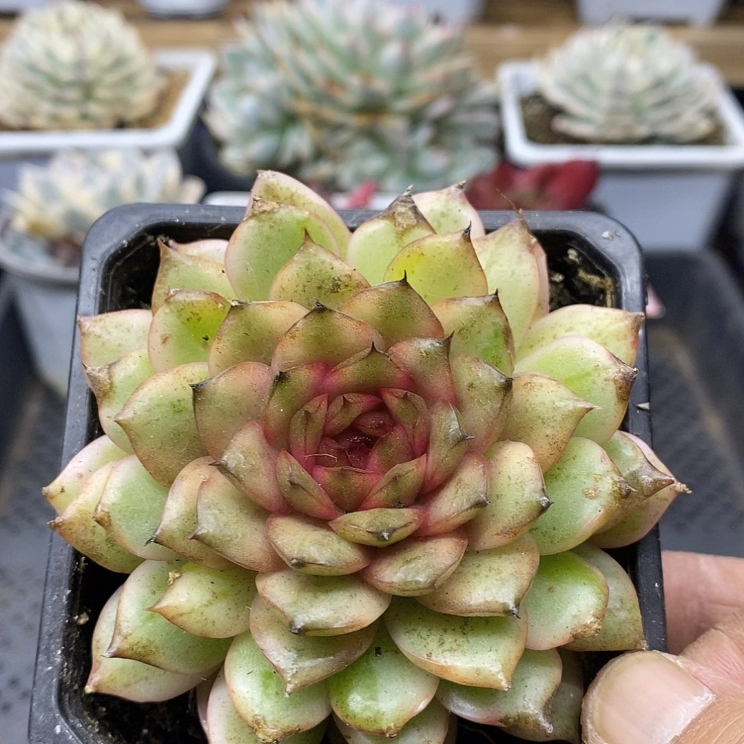 2457 绿水晶覆轮锦 需延时发货