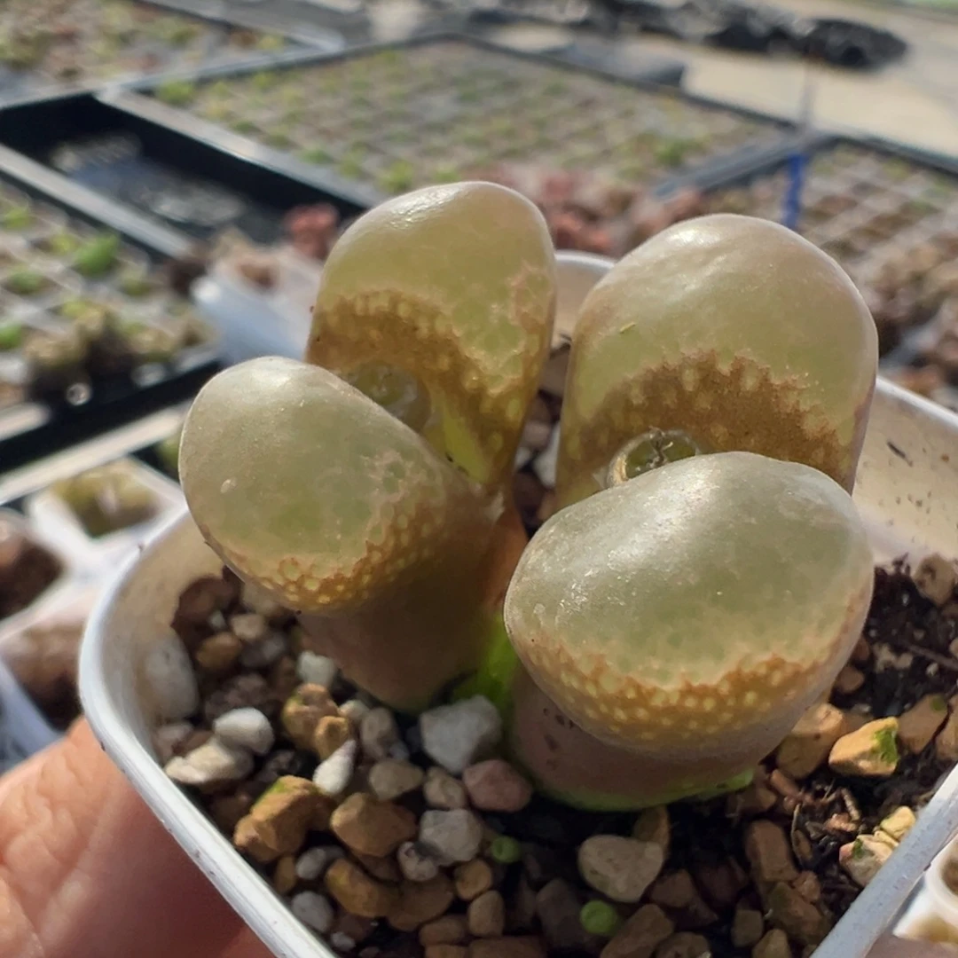 06大型红风铃母本一物一拍