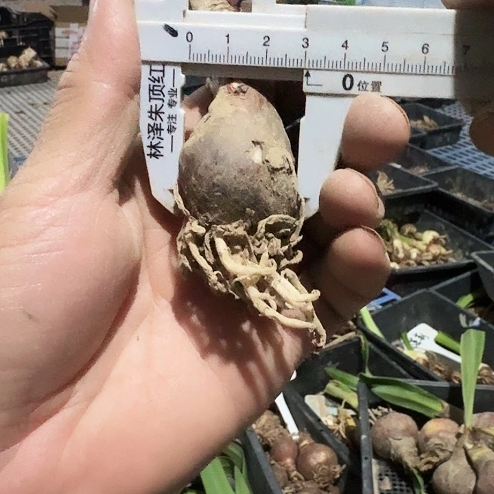 大乔朱顶红一棵3.0