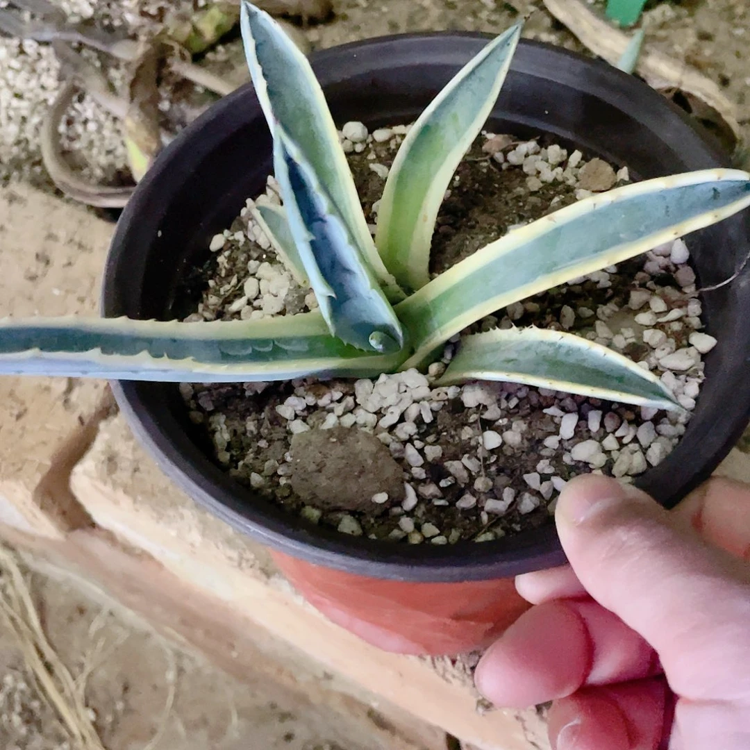 美国龙金边小颗龙舌兰