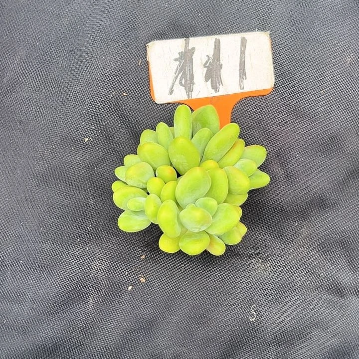 芒果奶111号码牌子的话