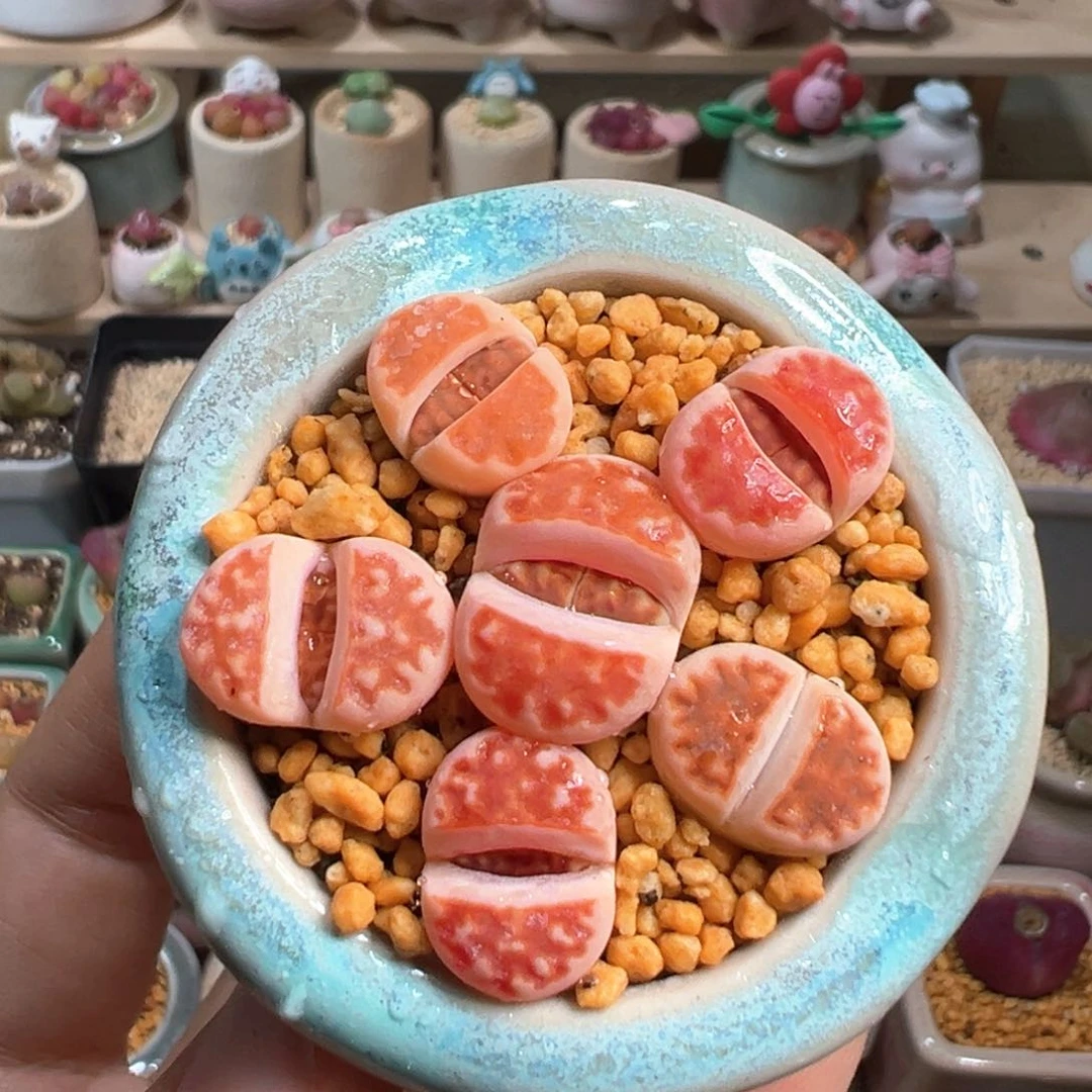 多肉植物173号小红花