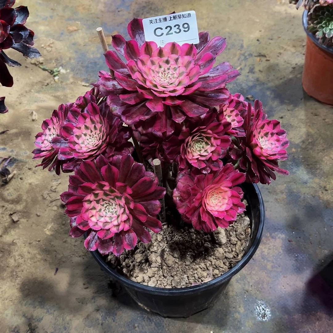 不****）多肉植物239红铜白