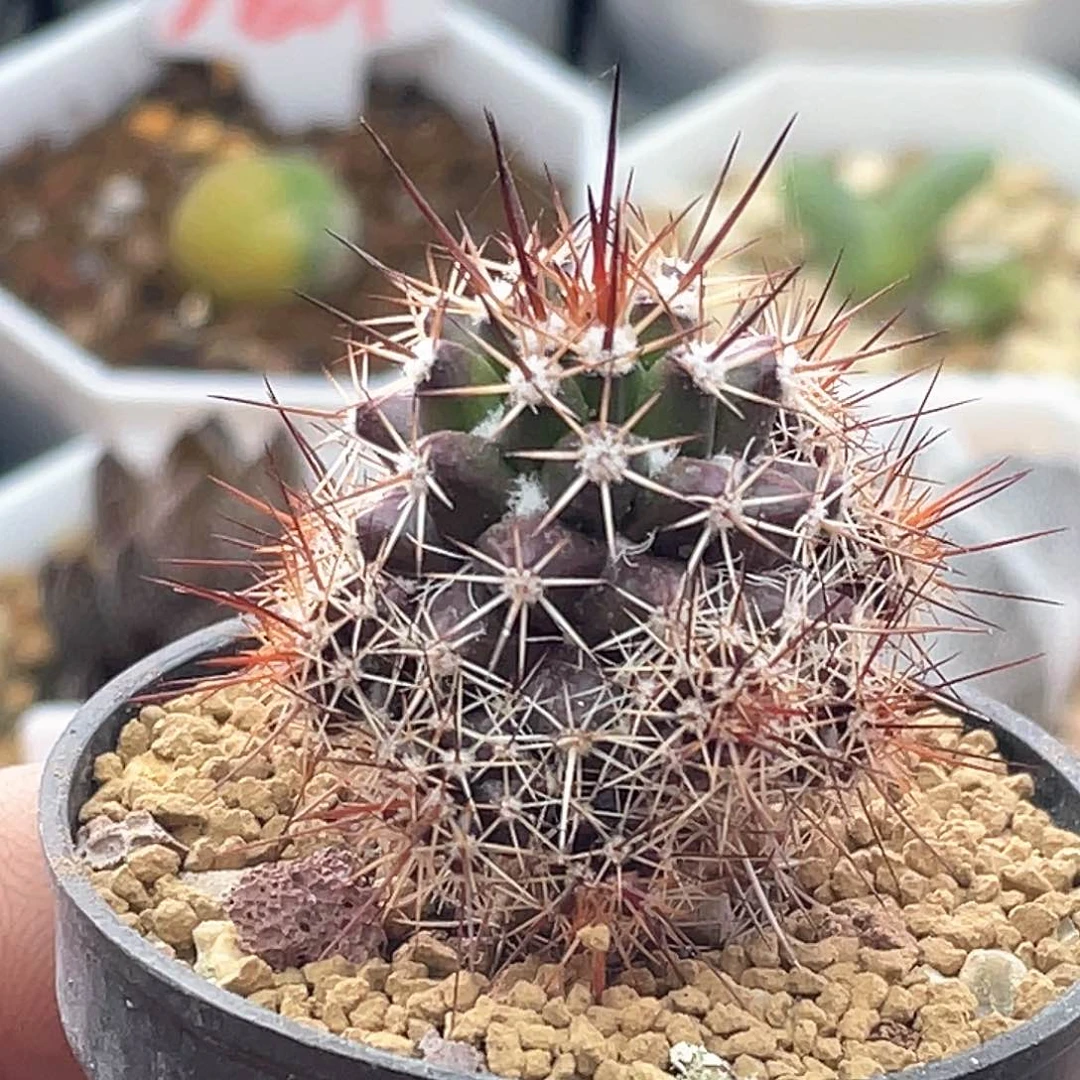 实生紫皮雪顶宝塔丸仙人球