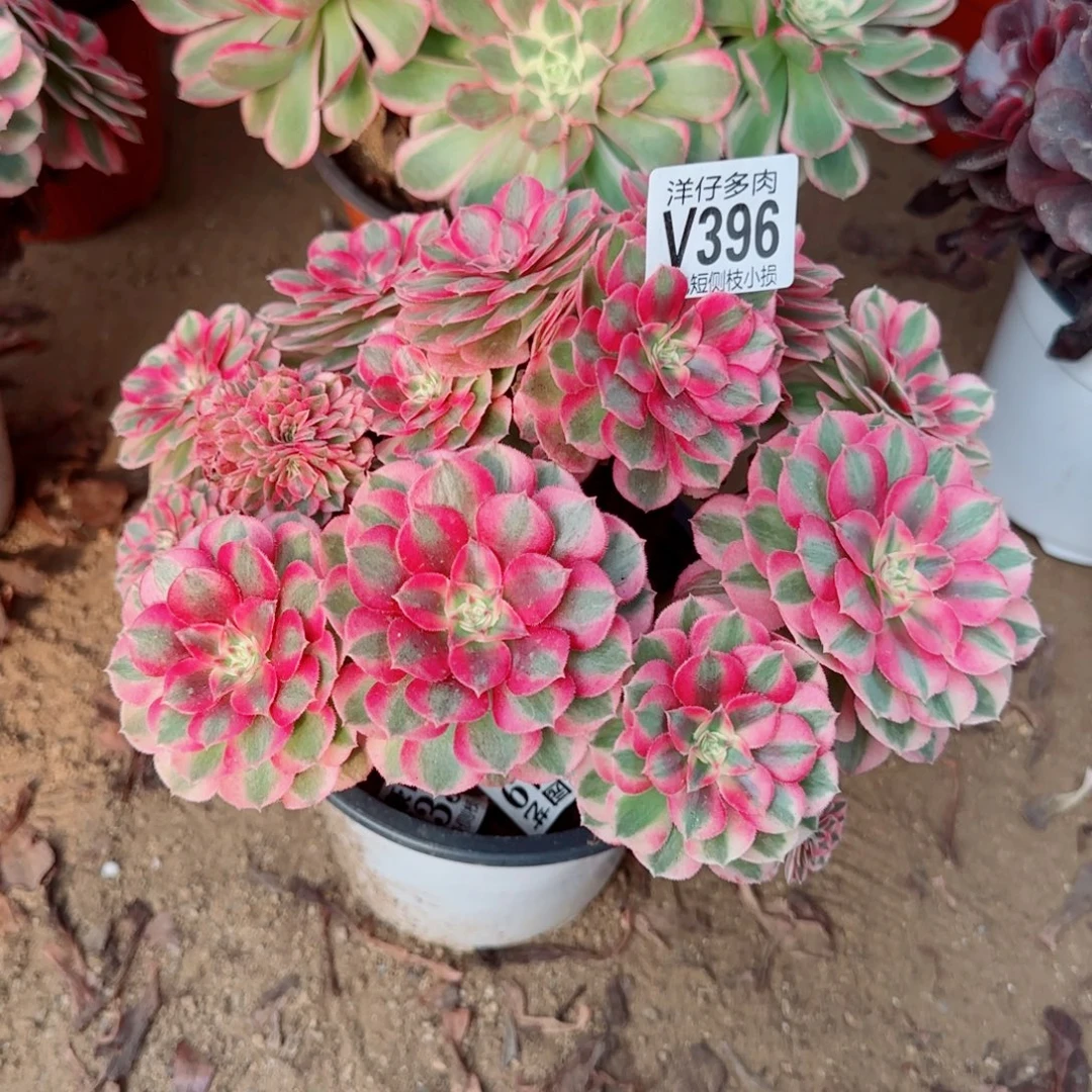 倾城缀化396冠幅26左右