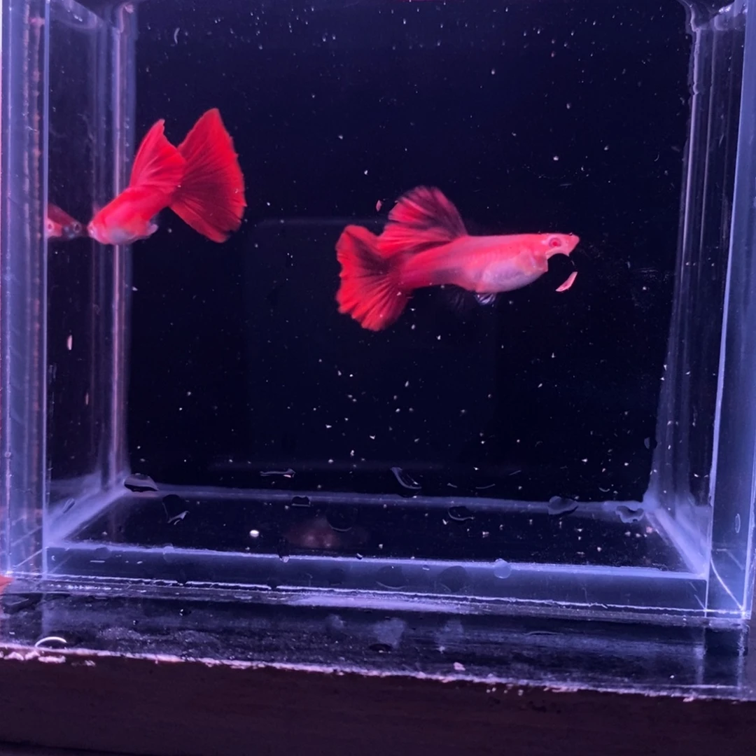 孔雀鱼红玫瑰白子一对