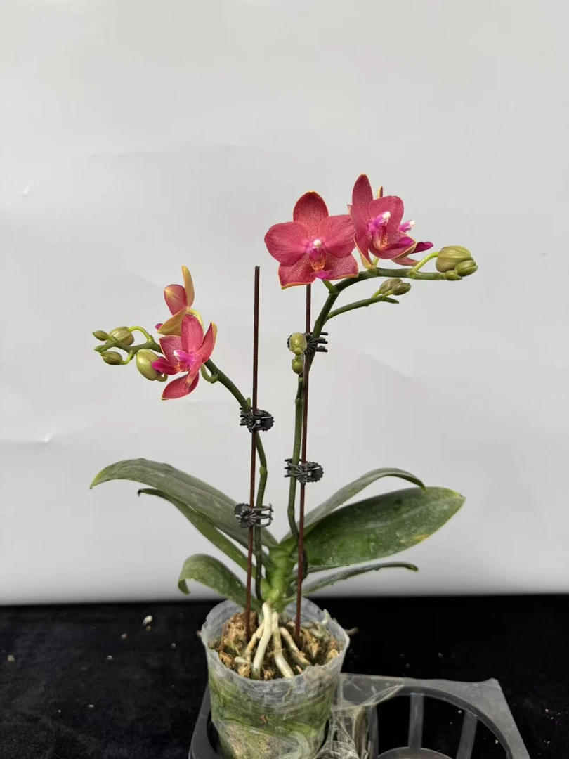 蝴蝶兰【红番茄】（拍满5颗配盆）昆明源头基地直发