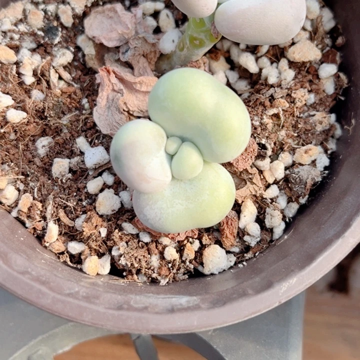 奶酪多肉植物62多肉植物