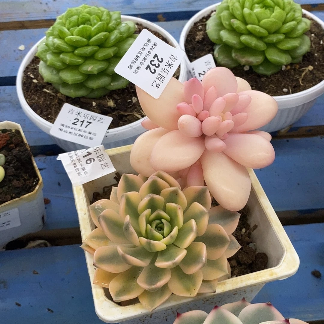 纯***蠢232116多肉植物哇啦塞，