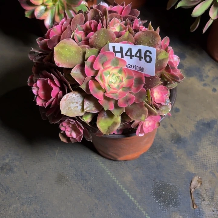 瑞妈，。。。。446香妃，有断，