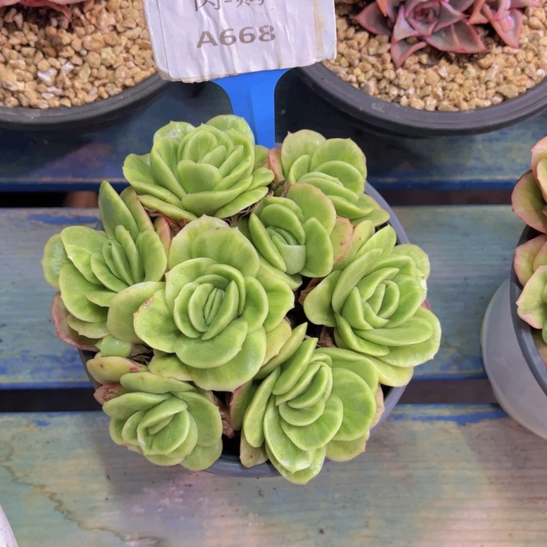 冰玫瑰锦Ａ６６８号一颗一物一拍