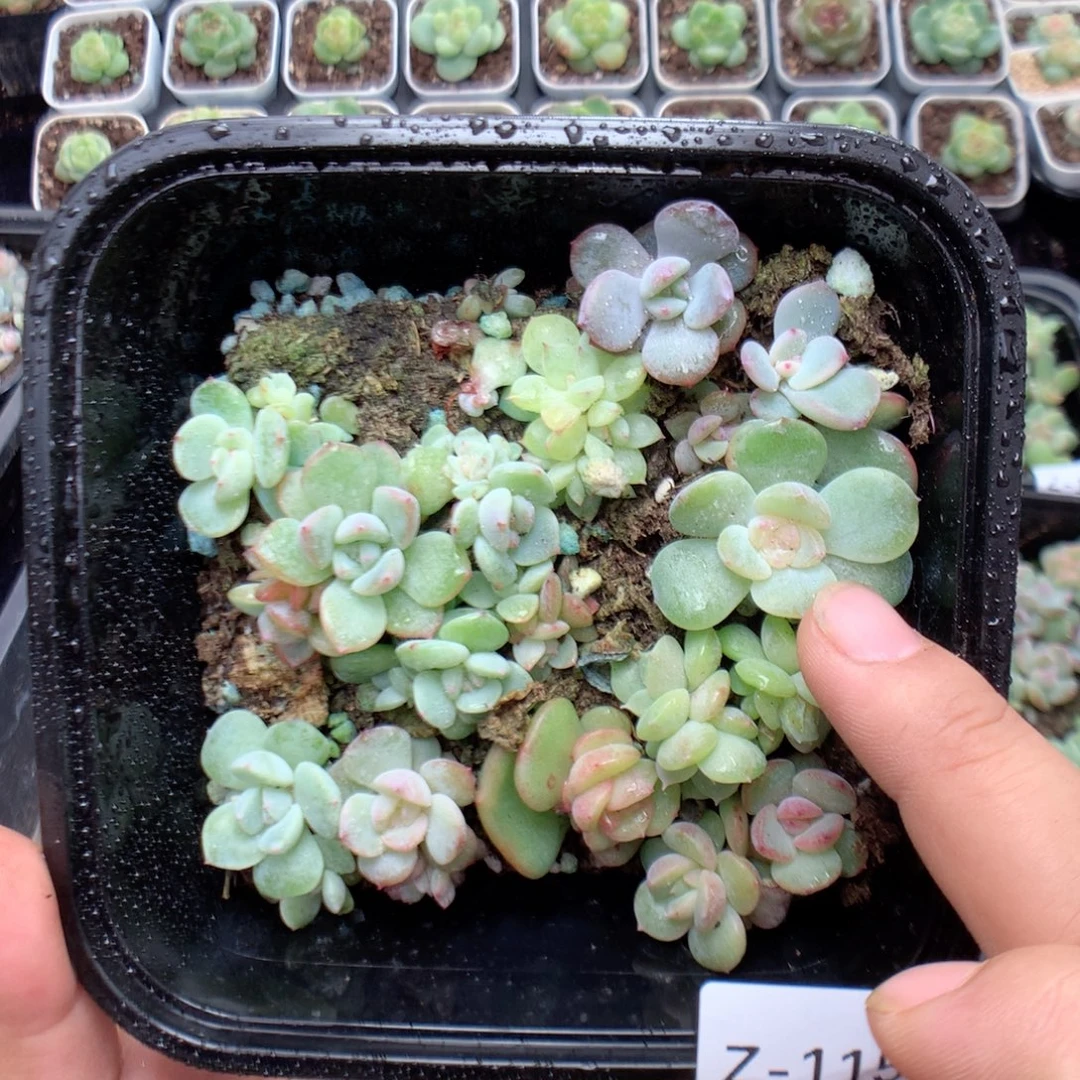 无花朵Z115英语英语