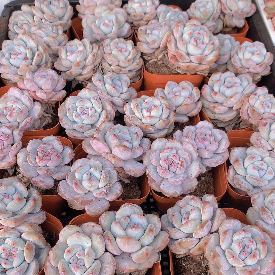 两颗石榴籽双头3567899000