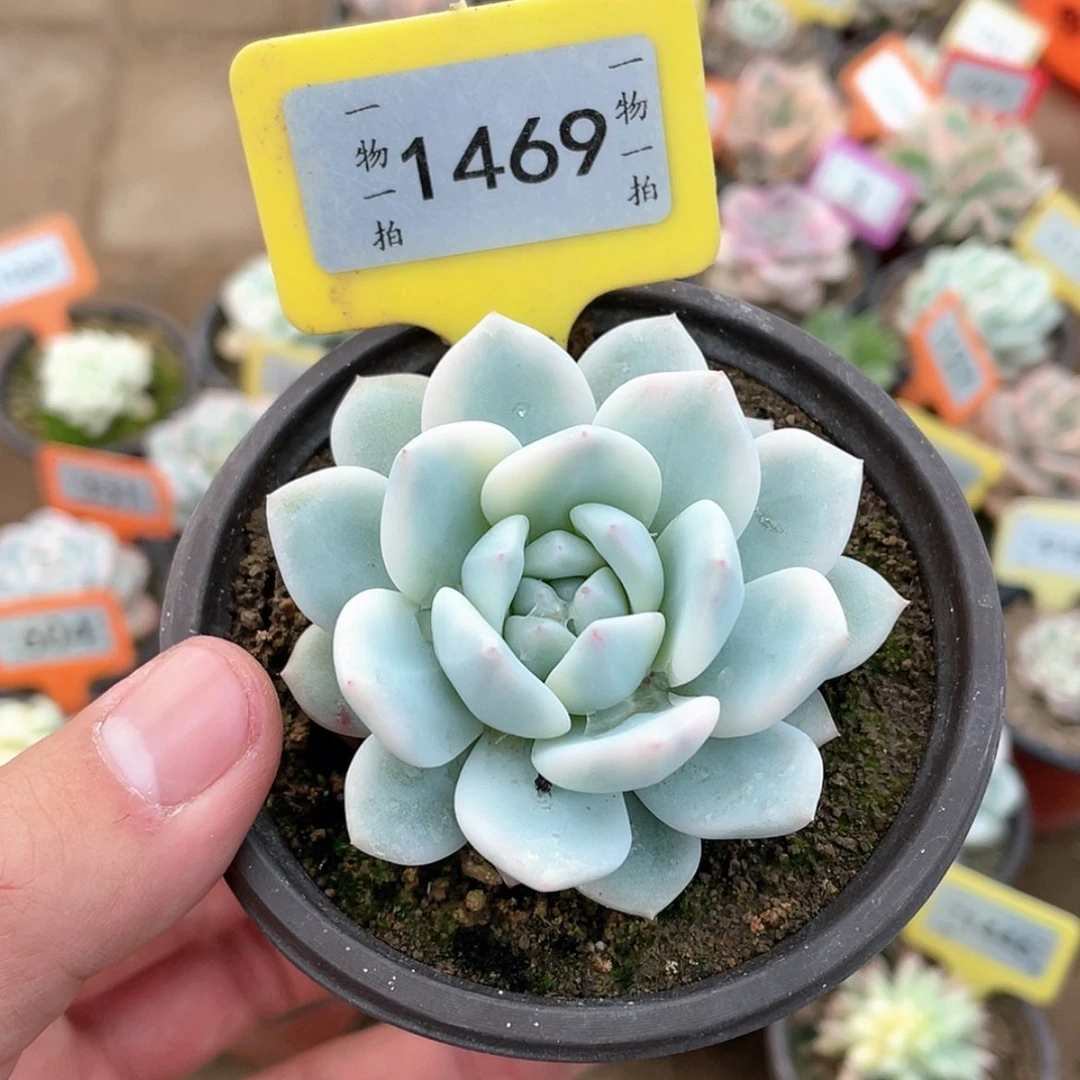 【闪购商品】1469号