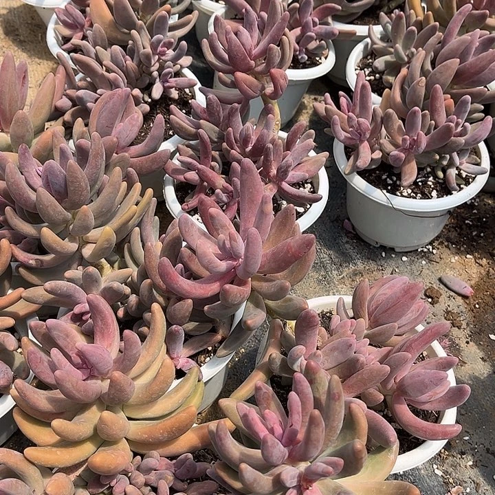 红手指9.99多肉植物精品