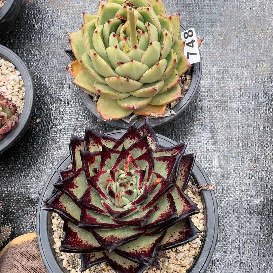 久**旧若如东云组拍748