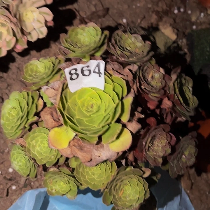 864花月夜多肉植物不售后