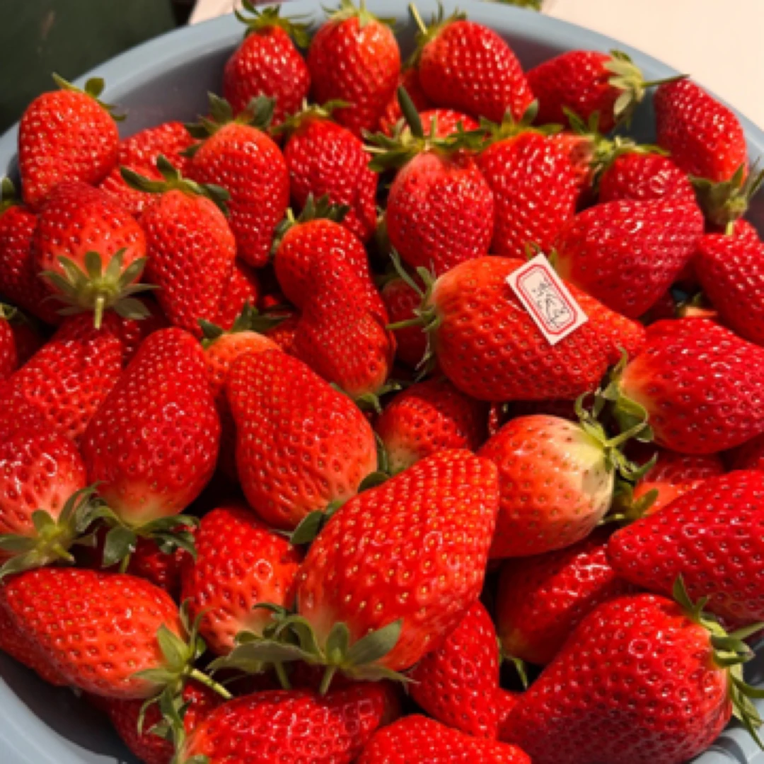 山东平都香野草莓8.8一斤 香野
