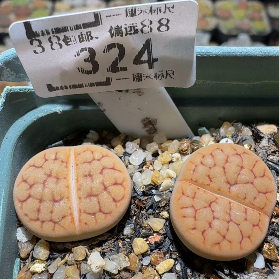 Ssss精品生石花324带盆