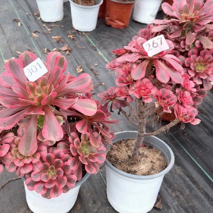 美杜莎法师组合301267