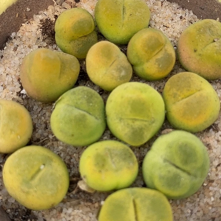 小黄金蟠桃一颗