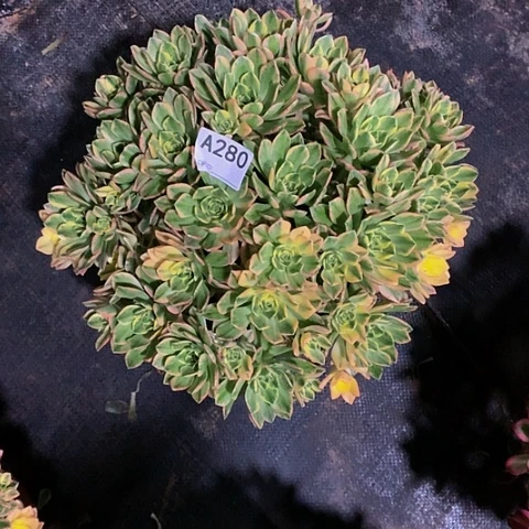 甜茶26脱土发货000000