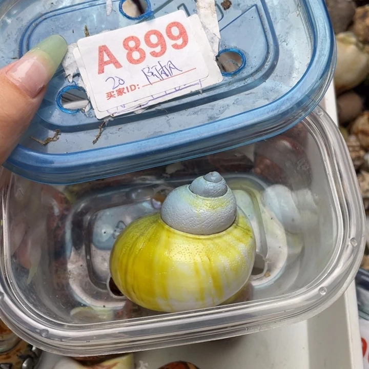 壳阿*壳a12345678